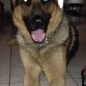 Marley! German Shepard Sr. Dog needs a Rehome-1