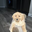 Golden retriever 3 months old needs n New Home-2