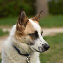 Beautiful Norrbottenspitz/German Shepherd mix dog-0