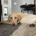 Yellow lab pure breed -0