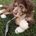 Sellling my 12 week old Aussiedoodle -3