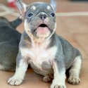 Puppies french bulldog -5