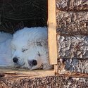 Great Pyrenees/Maremma-3