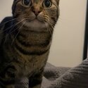 2 cats for rehoming-0