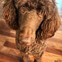 Beautiful Standard Poodle-0