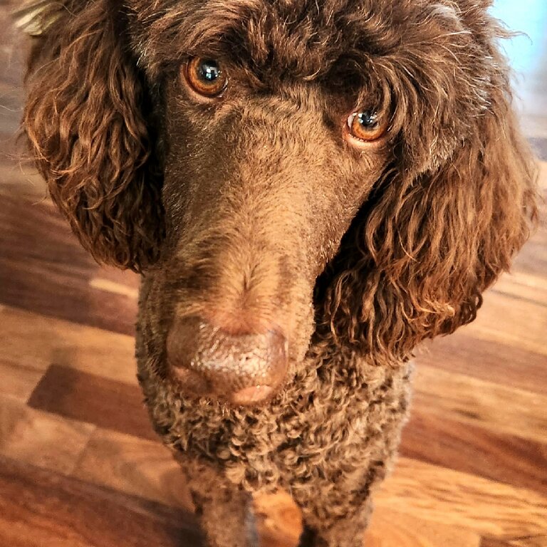 Beautiful Standard Poodle