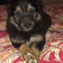 9 week old Australian/German Shepard pups -2