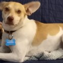 Young dog-1