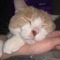 2 cats for rehoming-1