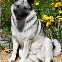 Elkhound/Shepherd mix-2