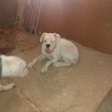 Boxer puppys-1