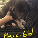 Puppies for sale-2