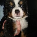 Bernese Mountain puppies for sale-3