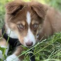 Australian Shepherd Puppy-1