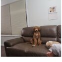 Miniature poodle neutered 9 months old-4