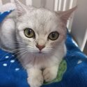 British Short Hair - 4 months old cute kitten for adoption-1