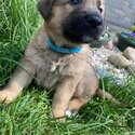 Elkhound/Shepherd mix-0