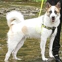 Beautiful Norrbottenspitz/German Shepherd mix dog-2