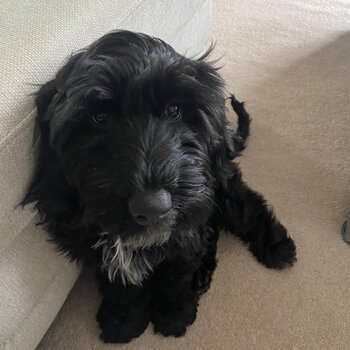 Dog for adoption 