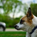 Beautiful Norrbottenspitz/German Shepherd mix dog-1