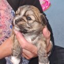 Lhasa Apso x Maltese x Bichon Frise puppy-0