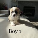 Purebred Pembroke Welsh Corgi Puppies-1