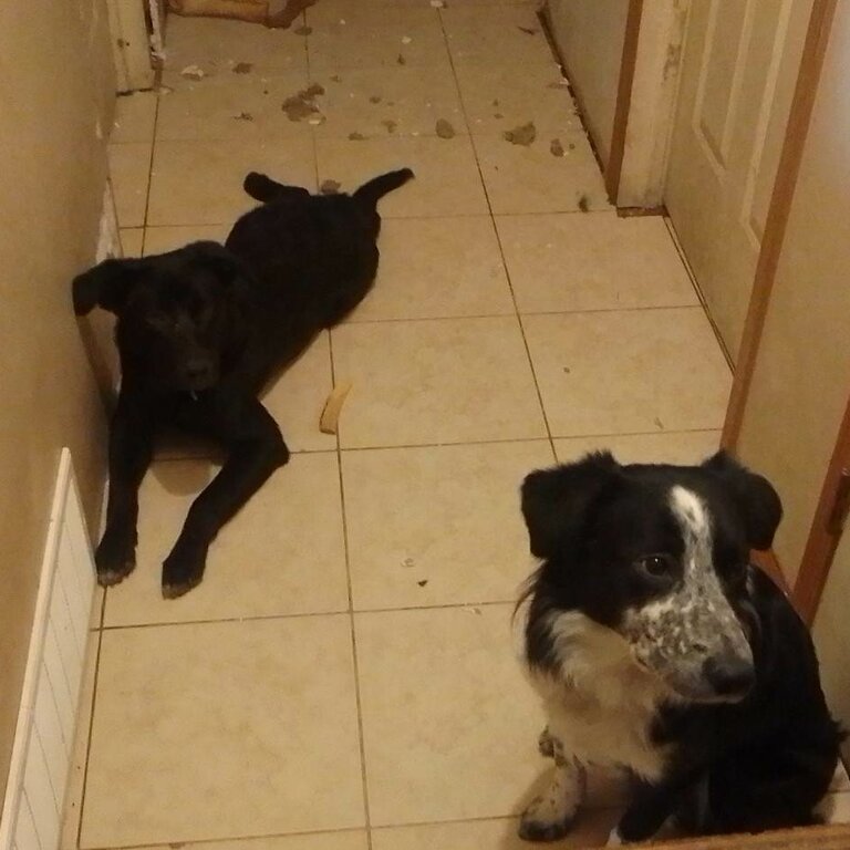 Smart Dogs