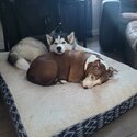 Rehoming my husky theo-3