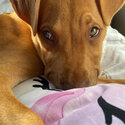 Beautiful Pup needs a home -2