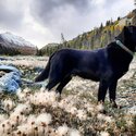 10 year old dog needing new cozy home (we are in Gatineau, Qc)-3