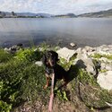 Black and tan coonhound -0