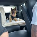 Marley! German Shepard Sr. Dog needs a Rehome-0