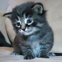 Unique persian tabby mix kittens -0