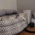 British Short Hair - 4 months old cute kitten for adoption-4