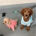 Miniature poodle neutered 9 months old-1