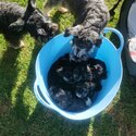 Mini schnauzers -5