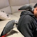 Fully Hand Reared  African Grey Talking Parrots with cage and accessories -1