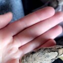 Loving Corn Snake needing new home !-0
