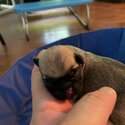 6 beautiful pugs puppy-2