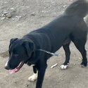 Great puppy’s -2
