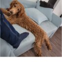 Miniature poodle neutered 9 months old-0