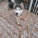 Rehoming my husky theo-2