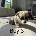 Purebred Pembroke Welsh Corgi Puppies-2