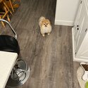 Foxy needs a new home-5