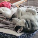 Rehoming my husky theo-5