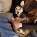 Siberian Husky Puppy-1