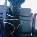 German Shepard  and lab mix-0