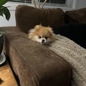 Foxy needs a new home-4