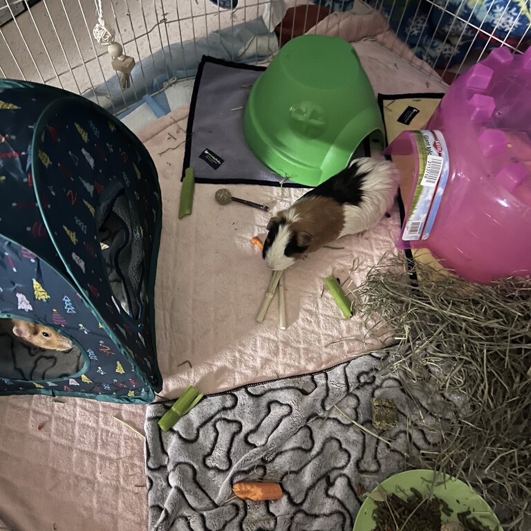2 female guinea pigs