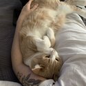 2 cats for rehoming-3